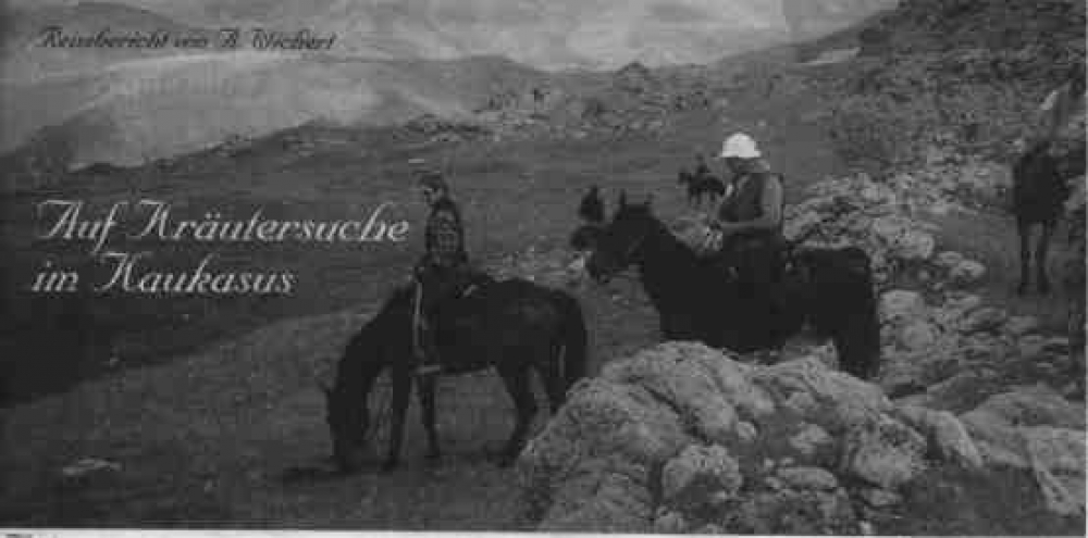 Auf Kräutersuche im Kaukasus (Ein Bericht von A. Wichert)